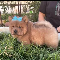 Dozer (ROUGH), a male Chow Chow for sale in California, CA – Photo 4 of 10