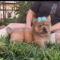 Dozer (ROUGH), a male Chow Chow for sale in California, CA – Photo 9 of 10