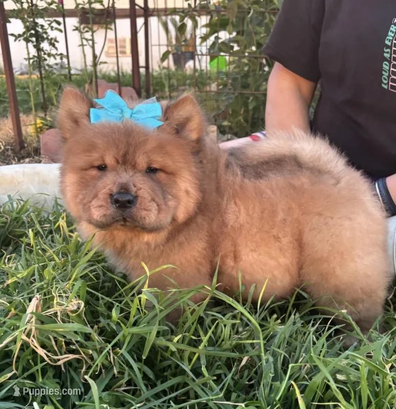 Dozer (ROUGH) – Chow Chow puppy for sale in California, CA