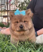 Dozer (ROUGH), a male Chow Chow for sale in California, CA – Photo 3 of 10