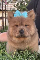 Dozer (ROUGH), a male Chow Chow for sale in California, CA – Photo 1 of 10