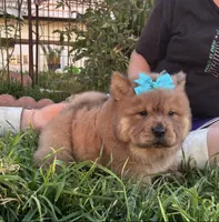 Dozer (ROUGH), a male Chow Chow for sale in California, CA – Photo 10 of 10