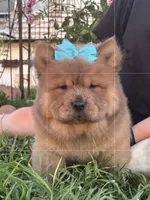 Dozer (ROUGH), a male Chow Chow for sale in California, CA – Photo 5 of 10