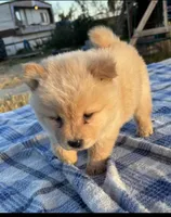 SUNSHINE, a female Chow Chow for sale in California, CA – 4 of 10