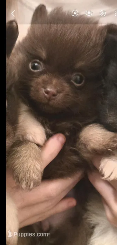 BIT O'CHOCOLATE – Pomeranian puppy for sale in California, CA
