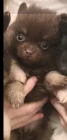 BIT O'CHOCOLATE, a female Pomeranian for sale in California, CA – 1 of 5