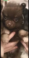 BIT O'CHOCOLATE, a female Pomeranian for sale in California, CA – 5 of 5