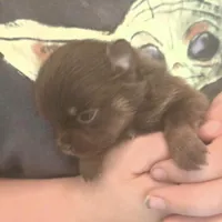 BIT O'CHOCOLATE, a female Pomeranian for sale in California, CA – Photo 3 of 3