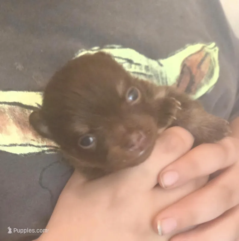 BIT O'CHOCOLATE – Pomeranian puppy for sale in California, CA