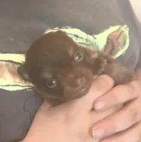 BIT O'CHOCOLATE, a female Pomeranian for sale in California, CA – Photo 1 of 3