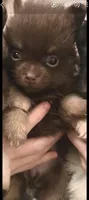 BIT O'CHOCOLATE, a female Pomeranian for sale in California, CA – 2 of 5