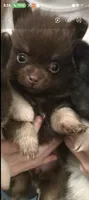 BIT O'CHOCOLATE, a female Pomeranian for sale in California, CA – 4 of 5