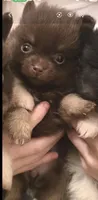 BIT O'CHOCOLATE, a female Pomeranian for sale in California, CA – 3 of 5