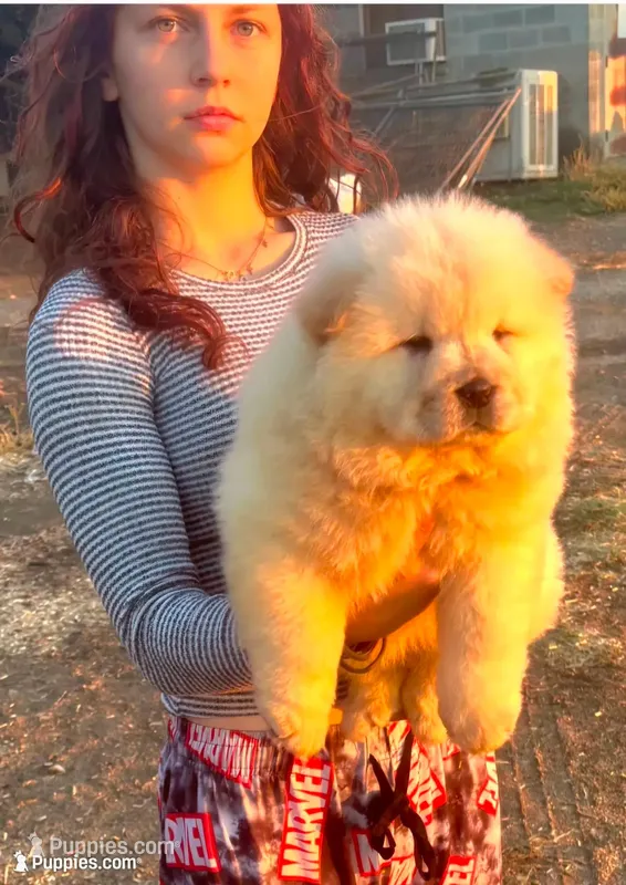 Sloan – Chow Chow puppy for sale in California, CA