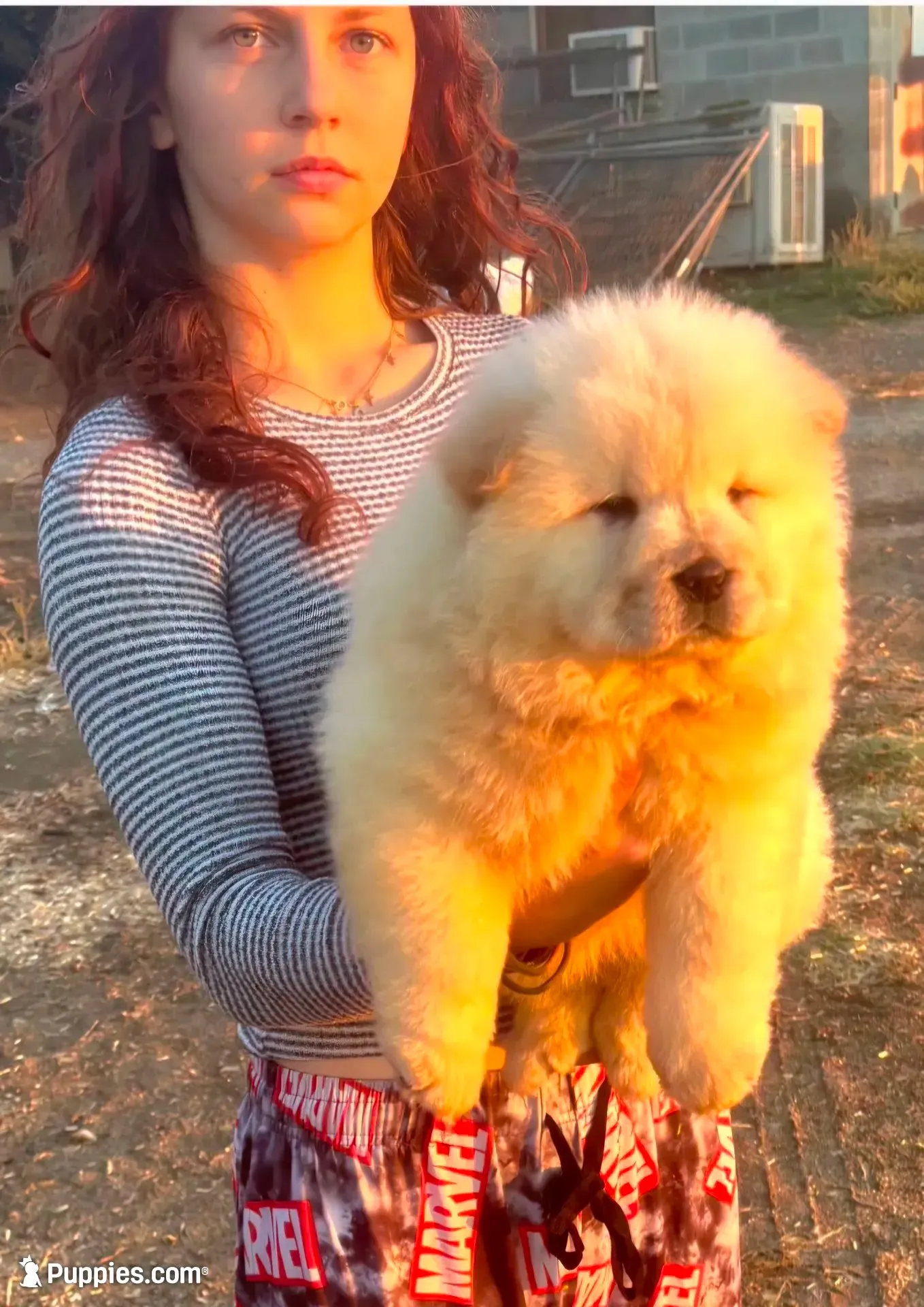 Sloan, a male Chow Chow for sale in California, CA – 1 of 5