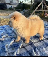 SUNSHINE, a female Chow Chow for sale in California, CA – 5 of 10