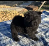 DEVONTAY, a male Chow Chow for sale in California, CA – 6 of 7