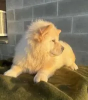 TAMARA (ROUGH COAT), a female Chow Chow for sale in California, CA – 3 of 5