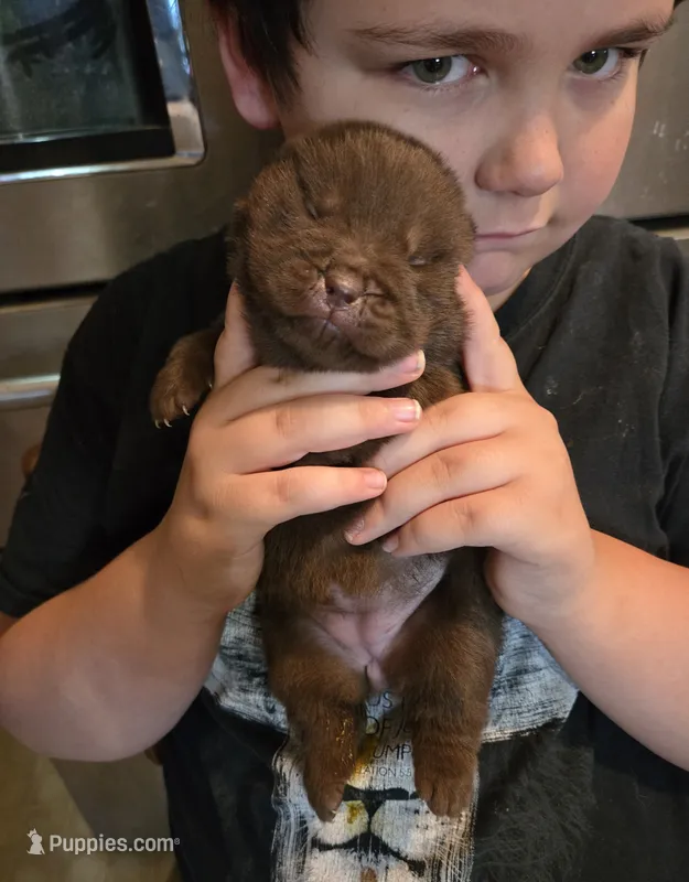CHOCOLATE DREAM – Chow Chow puppy for sale in California, CA