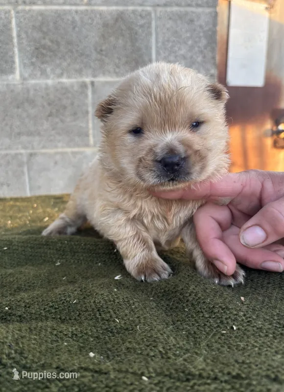 KOPA (Rough coat) – Chow Chow puppy for sale in California, CA
