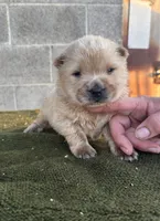 KOPA (Rough coat), a male Chow Chow for sale in California, CA – 1 of 5