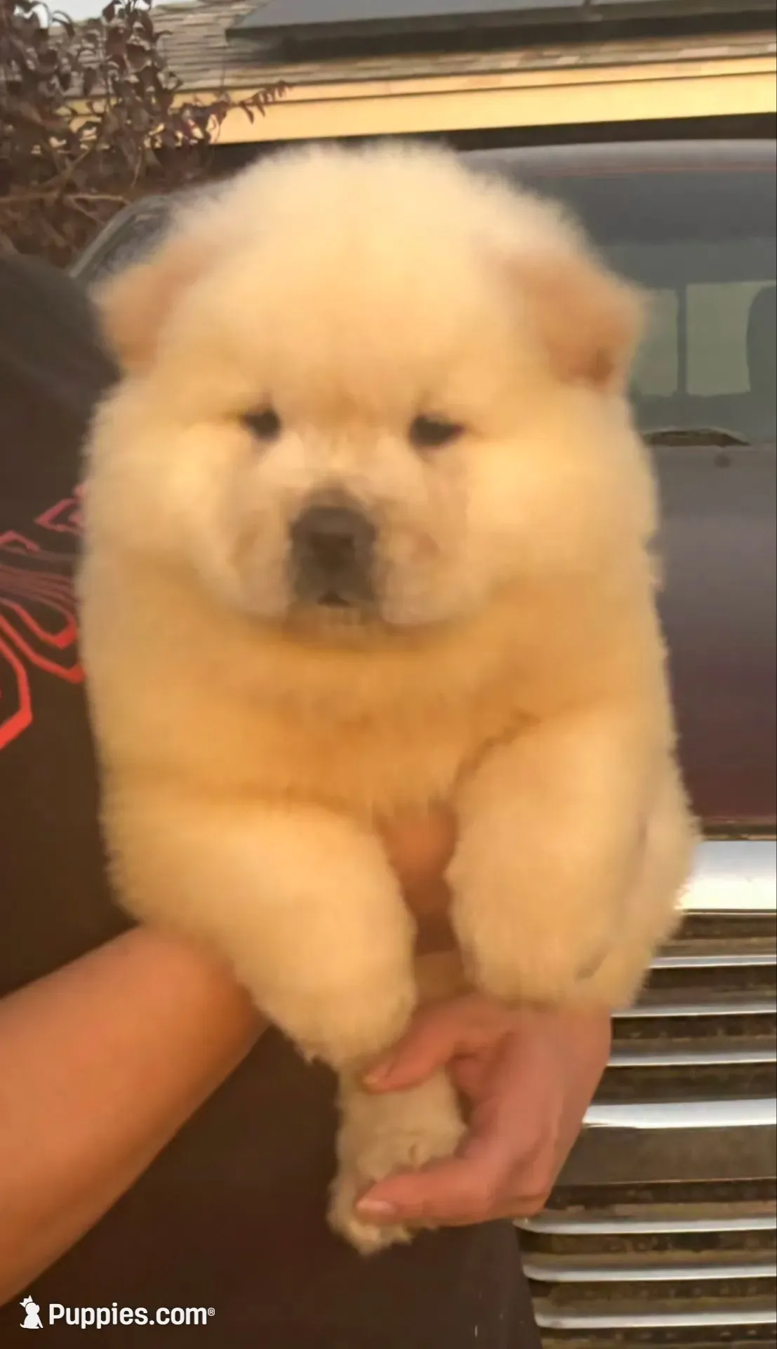 Starlight, a female Chow Chow for sale in California, CA – 8 of 8