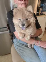CINDER , a female Chow Chow for sale in California, CA – 7 of 7