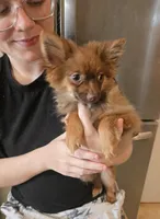 CHACALOTTY, a female Pomeranian for sale in California, CA – 3 of 7