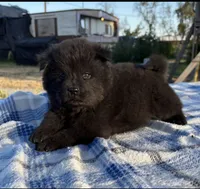MIDNIGHT, a male Chow Chow for sale in California, CA – 8 of 8