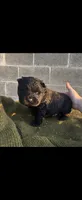 JOEY (Rough Coat), a male Chow Chow for sale in California, CA – 2 of 3