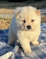 KISMO, a male Chow Chow for sale in California, CA – 5 of 7
