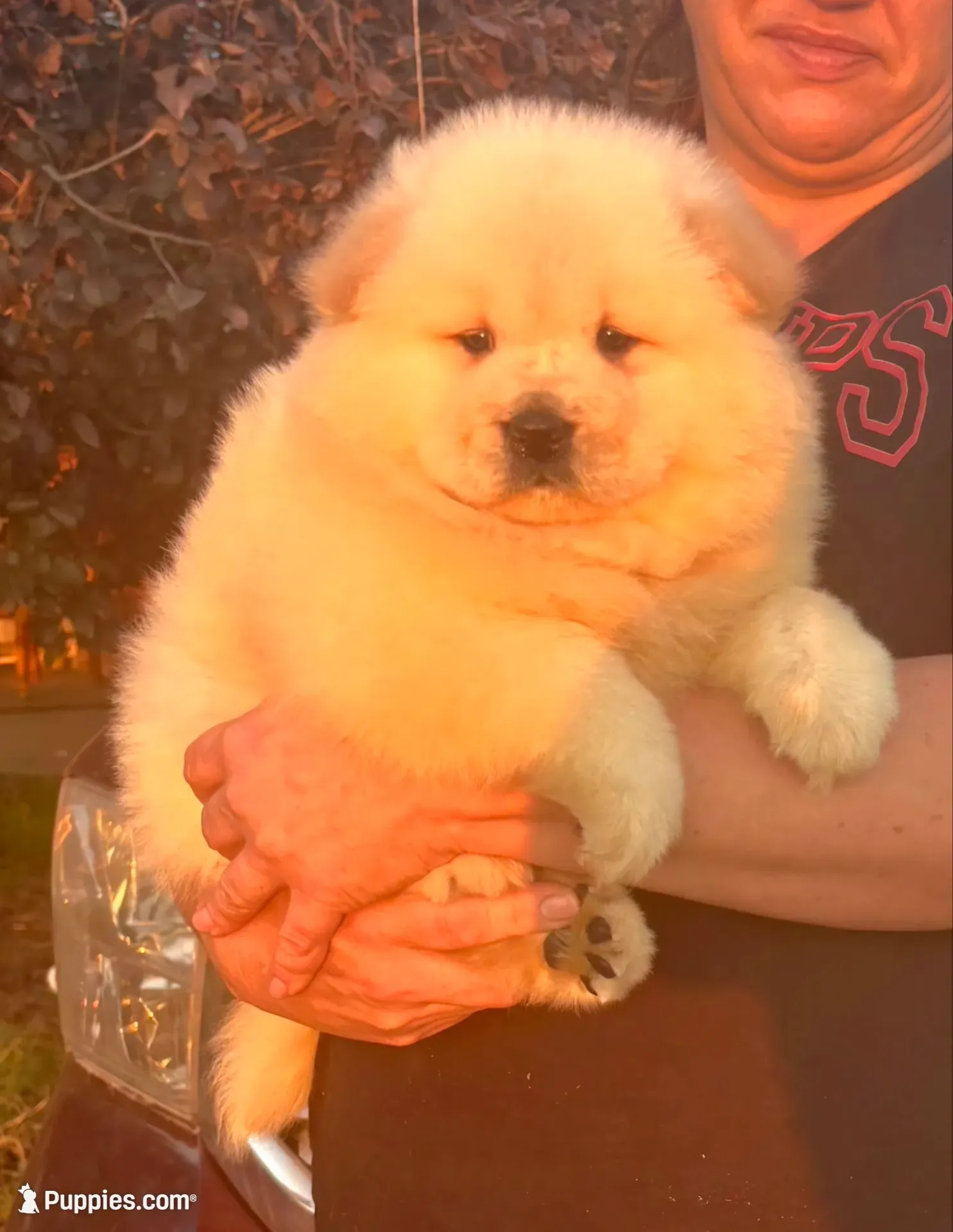 Sandy, a male Chow Chow for sale in California, CA – 8 of 8