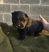TOMMY (Rough Coat), a male Chow Chow for sale in California, CA – 3 of 4