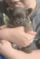 DARLA MAE, a female Pomeranian for sale in California, CA – Photo 4 of 4