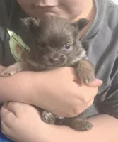 DARLA MAE, a female Pomeranian for sale in California, CA – Photo 1 of 4