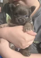 DARLA MAE, a female Pomeranian for sale in California, CA – Photo 2 of 4