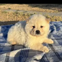 KISMO, a male Chow Chow for sale in California, CA – 6 of 7