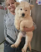 White Fluff (Rough), a female Chow Chow for sale in California, CA – 4 of 6