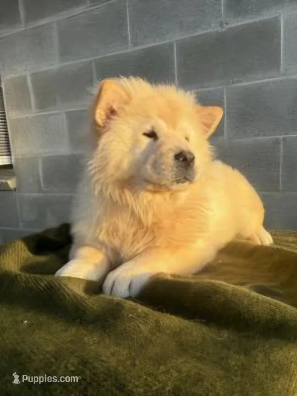 TAMARA (ROUGH COAT) – Chow Chow puppy for sale in California, CA