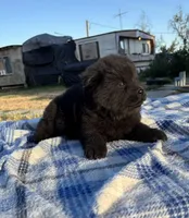MIDNIGHT, a male Chow Chow for sale in California, CA – 4 of 8