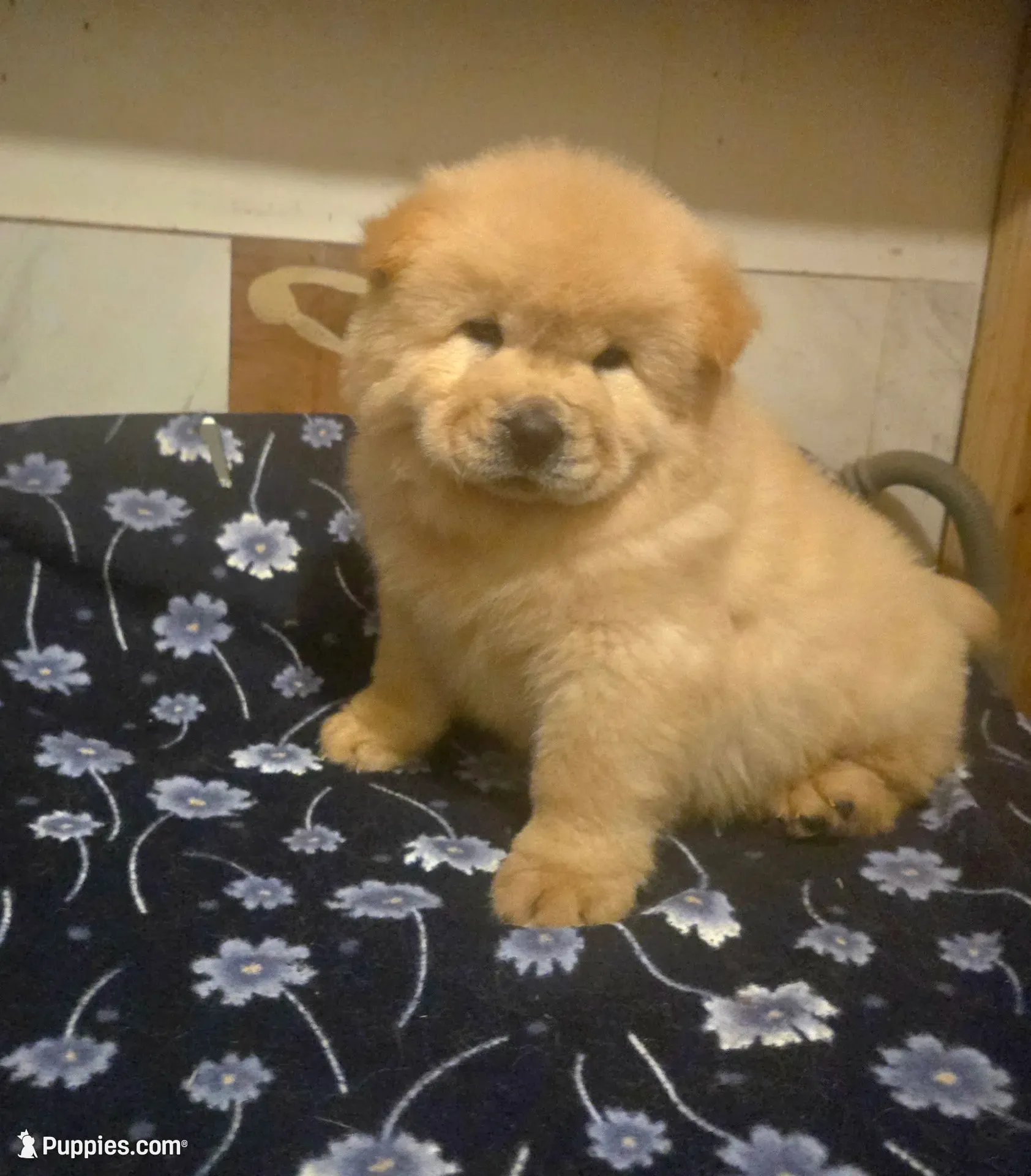 KOPA (Rough coat), a male Chow Chow for sale in California, CA – 6 of 7
