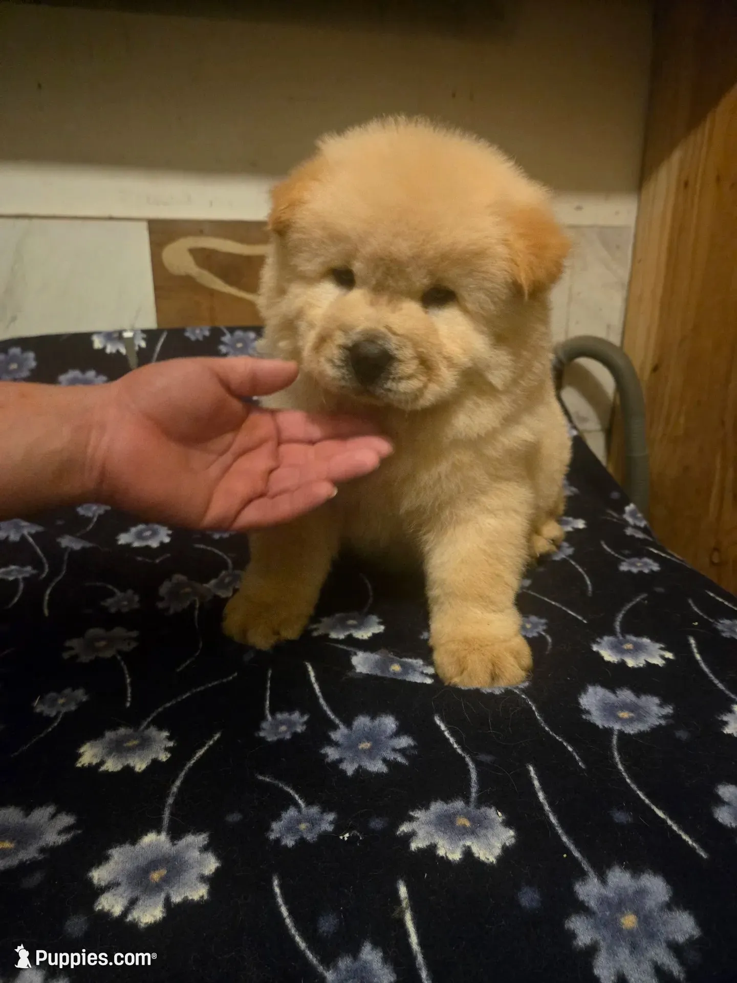 KOPA (Rough coat), a male Chow Chow for sale in California, CA – 7 of 7