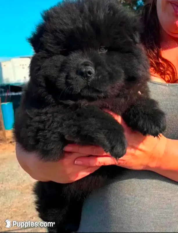 JOEY (Rough Coat) – Chow Chow puppy for sale in California, CA