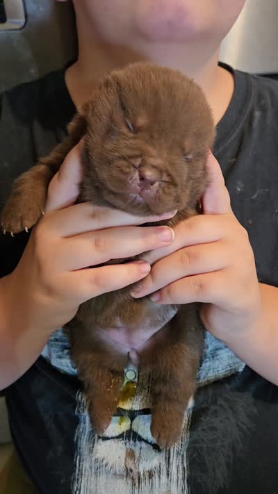 CHOCOLATE DREAM, a female Chow Chow for sale in California, CA – 8 of 8
