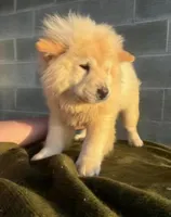 TAMARA (ROUGH COAT), a female Chow Chow for sale in California, CA – 4 of 5