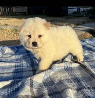 KISMO, a male Chow Chow for sale in California, CA – 2 of 7