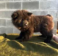 RUFFLES (Rough), a female Chow Chow for sale in California, CA – 2 of 4
