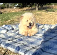 PUFF N STUFF (ROUGH), a male Chow Chow for sale in California, CA – 5 of 7