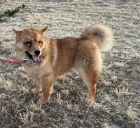BROWN BEAR, a female Chow Chow for sale in California, CA – 2 of 9