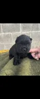 JOEY (Rough Coat), a male Chow Chow for sale in California, CA – 3 of 3